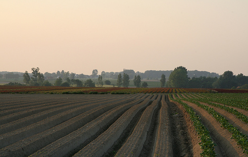 Dikkelvenne (©) Peter Van Damme