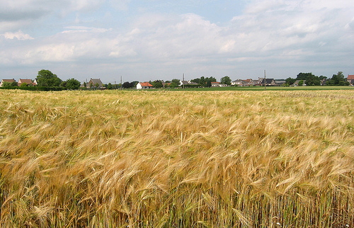 Dikkelvenne (©) Peter Van Damme