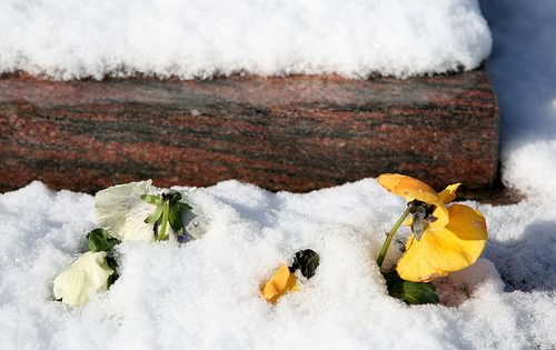 Gavere - Sneeuwbloemen (©) Peter Van Damme
