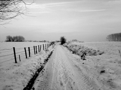  (©) Peter Van Damme